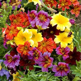 100 Seeds-Mix Painted Tongue Flower Seeds-SALPIGLOSSIS SINUATA-Velvet trumpet flower-Scalloped tube tongue-PV116-palito amargo-Pretty Annual