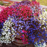 200 Seeds- Lobelia Pendula Cascade Mix Flower Seeds-Prized Annual-Great for window boxes-hanging Baskets-Ground covers-pv122