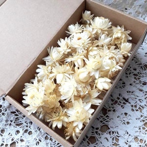 Box of small dried beige straw flowers