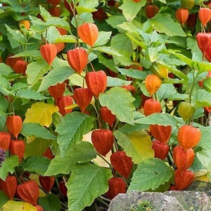 50 Seeds-Physalis Franchetti Flower- Chinese Lantern Flower Seeds-- Strawberry Tomato-pv139-Physalis Alkekengi- Excellent Perennial