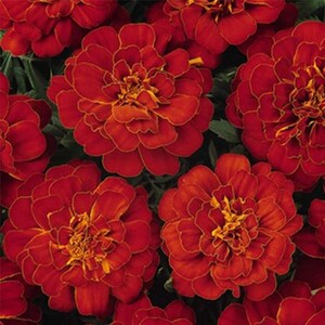 50 Seeds-French Marigold  Flower Seeds-Double Brocade-pv161- Durango Marigold-Red Tagetes Patula Nana-Easy to grow Beautiful Annual