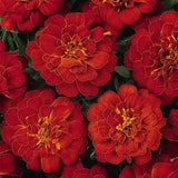 50 Seeds-French Marigold  Flower Seeds-Double Brocade-pv161- Durango Marigold-Red Tagetes Patula Nana-Easy to grow Beautiful Annual