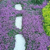 1000 Seeds- Creeping Thyme Ground Cover Seeds-Thymus Serpyllum-- Magic Carpet-Attractive low maintenance Perennial ground cover-pv196
