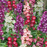 100  Beardtongue Mix Flower Seeds/PENSTEMON GENTIANOIDES/Beautiful Perennial/ Attracts Hummingbirds and Butterflies/ Non Stop Blooming/FL515