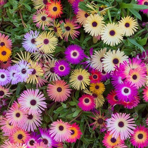 100 Seeds-Mix  Livingstone Daisy Flower Seeds-Buck Bay vygie- pv411-Dorotheanthus Bellidiformis-Ice Plant-Beautiful and easy to grow annual