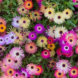 100 Seeds-Mix  Livingstone Daisy Flower Seeds-Buck Bay vygie- pv411-Dorotheanthus Bellidiformis-Ice Plant-Beautiful and easy to grow annual