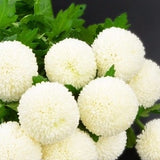 100 Seeds- White Snowball Flower Seeds-Chrysanthemum Tanacetum Parthenium-pv134-Very Beautiful Perennial