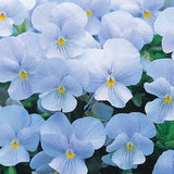 50+ Light Blue Pansy Swiss Flower Seeds- - Viola Wittrockiana-B204-Crystal Light Blue-Sweet Biennial