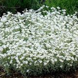 100 Seeds-Snow In Summer Flower Seeds-Cerastium Tomentosum-pv177-Profusely blooming Perennial