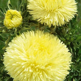 50 Seeds- Yellow Aster Duchess Flower Seeds-pv444-Peony Yellow Aster-Callistephus Chinensis- Easy to grow  elegant annual-Tall Peony Aster