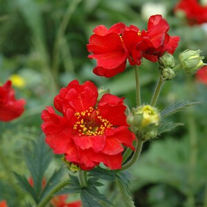100 Seeds- Geum Flower Seeds-Award Winning Flower-pv472-Mrs Bradshaw Geum-Geum Chiloense