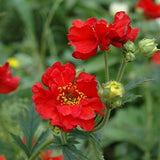 100 Seeds- Geum Flower Seeds-Award Winning Flower-pv472-Mrs Bradshaw Geum-Geum Chiloense