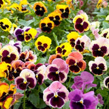 100 Seeds- Pansy Swiss Giant Mix Flower Seeds-Viola Wittrockiana-Biennial Beauty-pv495
