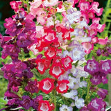 100 Seeds-  Mixed Beardtongue Flower Seeds-Penstemon Gentianoides-Hummingbirds and Butterflies attracting Perennial-pv515