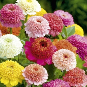 Zinnia Skabiozotsvetnaya Flower Seeds #1818