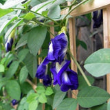 35 Butterfly Pea Vine Seeds, Makes a Color Changing Herbal Tea Drink! Tea Flower Seeds, Clitoria Ternatea Plant, Bunga Telang Blue Tea Seeds