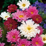 Flower Seeds Cosmos bipinnatus Sensation mix #2035