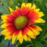 400+ BLANKET FLOWER SEEDS | Butterflies Perennial Wildflower, Firewheel, Indian