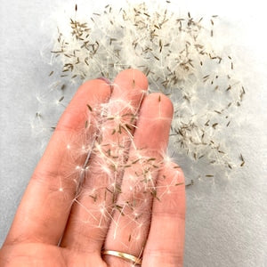 300/500 pcs Dandelion seeds with wisps Small flowers for jewelry making Flowers for resin Seeds for resin jewelry Dried grey dandelion seeds