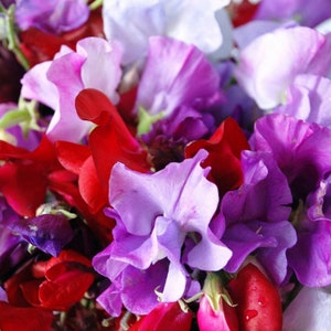 Royal Mix Sweet Pea Seeds | Fragrant Red Purple Pink Flower Seed Garden Plant Vegetable Seed NonGMO Heirloom For 2024 Season Fast Shipping