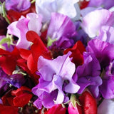 Royal Mix Sweet Pea Seeds | Fragrant Red Purple Pink Flower Seed Garden Plant Vegetable Seed NonGMO Heirloom For 2024 Season Fast Shipping
