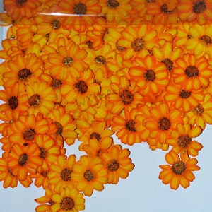 Orange zinnia dried pressed flowers, set of 100