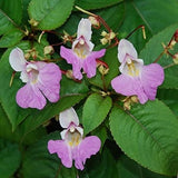 Balfour Balsamine, Balfour Balsamine seeds, products from my garden, organic plant, organic flowers, untreated