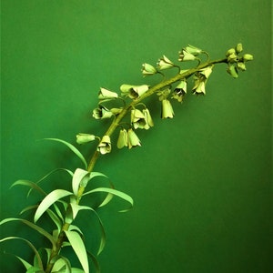 Ivory bell-shaped paper flowers with green stems and leaves, floral bouquet decoration