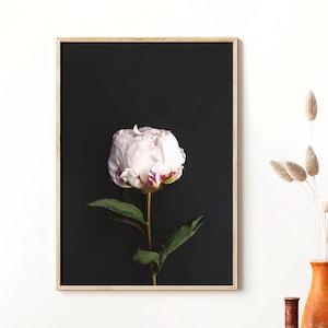 Framed peony botanical art print with pale pink flower and green leaves on dark background