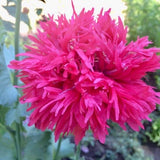Rare Fluffy Ruffles Hot Pink Poppy Seeds , Double Fringed, Papaver Somniferum var Laciniatum, Certified Organic PS101CR