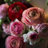Double Flowers RANUNCULUS MIX Compact Short Large, 5 Pelleted Seeds