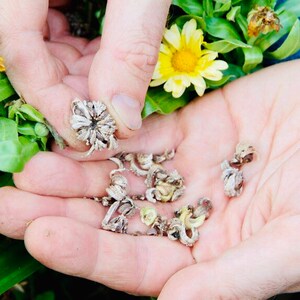 CALENDULA Flower SEEDS, Organic Medicinal Flower Seeds