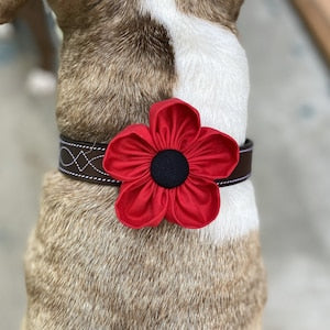 Dog collar with red poppy flower corsage on a black fabric strap
