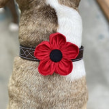 Dog Collar Flower | Red Poppy | Collar Corsage | Dog Wedding Flower | Hook and Loop Attached | Gift for Dog Lovers | Collar Charm
