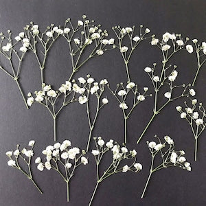 Dried pressed white baby's breath flowers, small clustered sprigs on thin stems