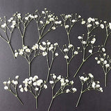 20/50 Pcs Dried Pressed White Baby's Breath Flowers for Crafts - DIY Material for your Creatives - DF014