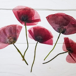 Dried pressed poppy flower set with red-pink petals and dark centers