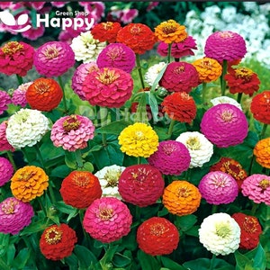 ZINNIA LILLIPUT 'Button Box' Mixed - 200 seeds - Zinnia elegans dwarf - Annual Flower