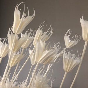 Bleached dried star anise flowers on thin stems