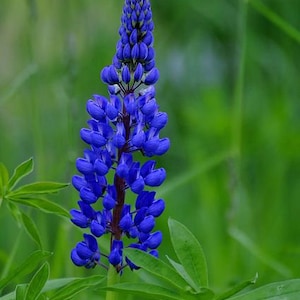 Flower - Blue Lupine - 20 seeds - Lupinus Angustifolius