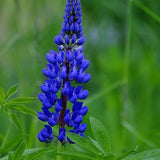 Flower - Blue Lupine - 20 seeds - Lupinus Angustifolius