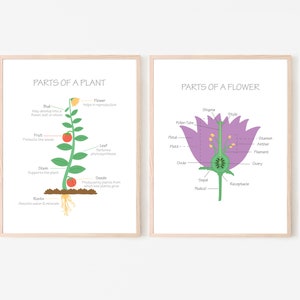 Kids science wall art prints with labeled plant and flower parts in white frames