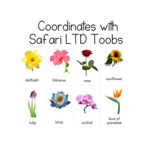 Set of flower identification cards with illustrated daffodil, hibiscus, rose, sunflower