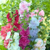 Summer Carnival Hollyhocks Seeds | Alcea Rosea Garden Flower Rose Seed Plant Vegetable Seed NonGMO Heirloom For 2024 Season Fast Shipping