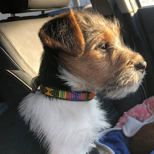 Beaded leather dog collar with multicolor stripe pattern, small size, on a small dog