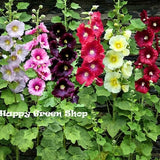 Hollyhock Single Mix - 110 Seeds- Alcea ficifolia - Perennial tall flower