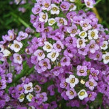 Royal Carpet Alyssum Flower Seeds - Open-Pollinated for Seed Saving - Non-Hybrid & Non-GMO - Heirloom Canada Flower Seeds