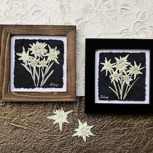 Framed pressed flower art with white edelweiss blossoms on dark background, wood frames
