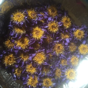 Dried blue lotus flowers with yellow centers, scattered petals in a container