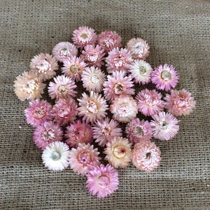Small bunch of dried strawflower heads in light pink mix